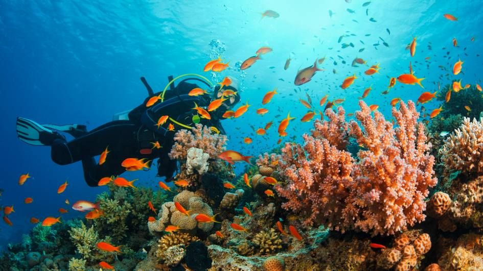 Exploring Underwater Wonders: Snorkeling and Scuba Diving Destinations